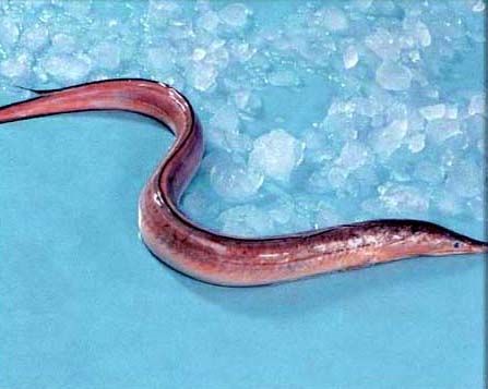 Frozen Whole Black Eel from 파키스탄 supplied by Maritime Fisheries - Frozen 샌드일