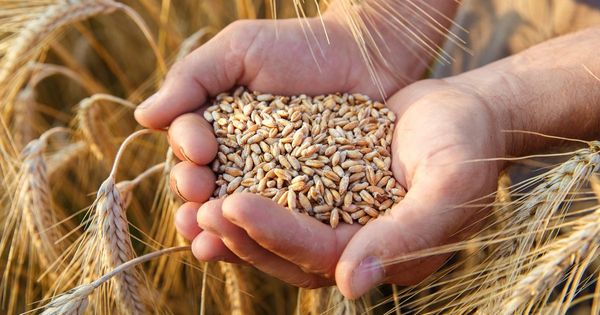 WHEAT from 우루과이 supplied by Copagran - Kernel 소맥