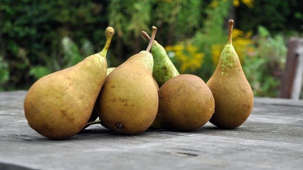 Fresh Organic Pear from Germany supplied by LANDLINIE Lebensmittel- Vertrieb GmbH & Co. KG - Conference (=Conferencia=Conferance) Fresh Pear
