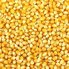 Maize from Australia supplied by PB Agrifood - For Feed Maize (Corn)