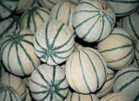 Melons from Italy supplied by Ortofrutticola Paparozzi Achille - Round Fresh Melon (Muskmelon)