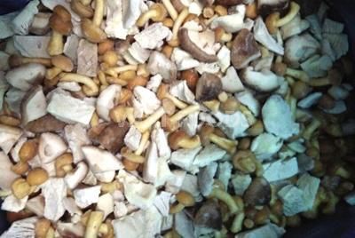 Mix Mushrooms from 중국 supplied by FENGCHENG PRECISE FOOD CO.,LTD "Vast Foods" - King Oyster Mushroom 기타 신선 버섯류