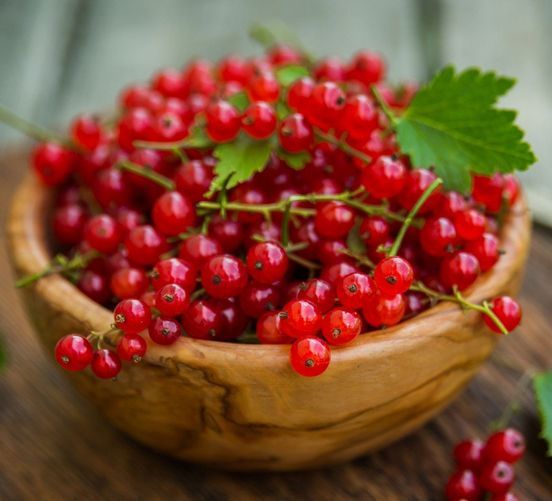 Red Currant from United States supplied by HBF International LLC - Red Currant