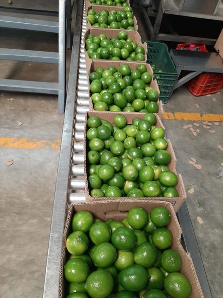 Tahiti Lime from 멕시코 supplied by MEX AND GLOBAL - 타히티 라임(=페르시안 라임=베어스 라임) 신선 라임