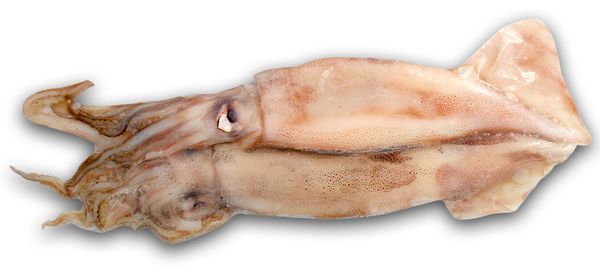Frozen Squid from United States supplied by Bionic Zoo & Aquarium - Whole Frozen Squid