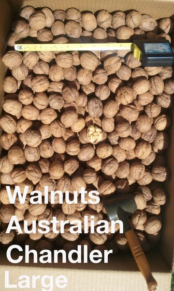 Walnut from 호주 supplied by Exports of Australia Pty Ltd - >30mm (=30mm보다 큼) 생호두