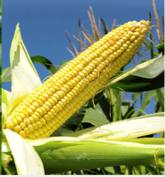 Yellow Corn from 인도 supplied by Sri Balamurugan Traders - For Food 옥수수