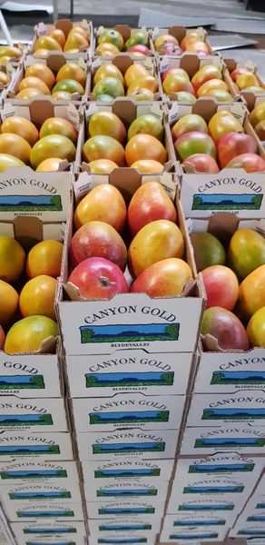 Mango from South Africa supplied by Baobab Value Adding (Pty) Ltd - Yellow Fresh Mango