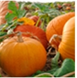 Fresh Pumpkin from 독일 supplied by LANDMARKT - Orange 신선 호박