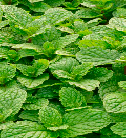Mint from 폴란드 supplied by RUN-CHŁODNIA we Włocławku Sp. z o.o. - As per customer's request 박하