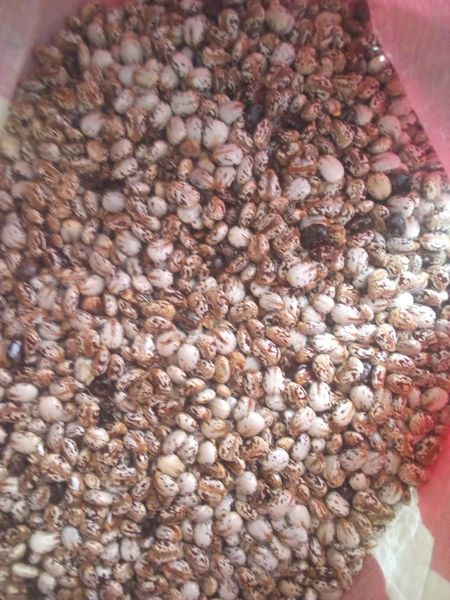Castor seed and Oil from Nigeria supplied by Joe Richmond Resources Ltd - Brazilian White Castor Bean (Castor Seed)