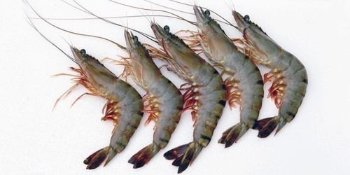 Raw Shrimp from Bangladesh supplied by Apex Foods Ltd. - Whole Fresh Common Shrimp & Prawn