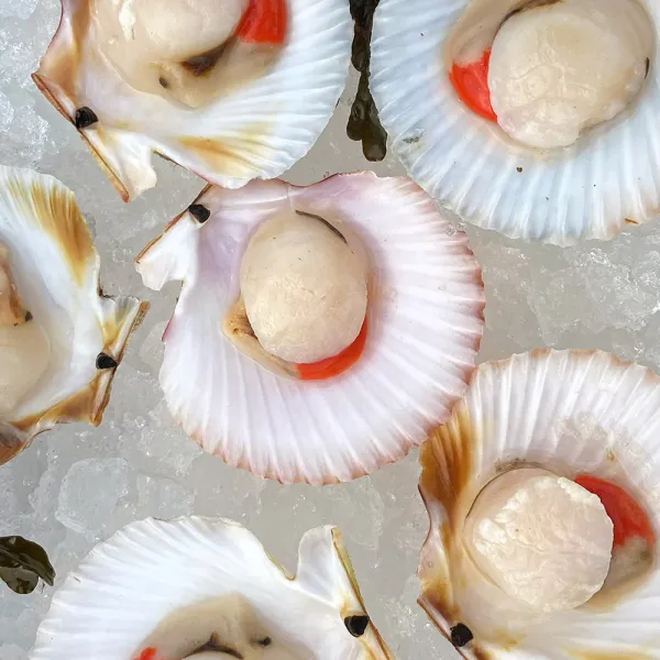 King Scallop from 영국 supplied by Portland Shellfish - Whole (=In Shell=Unshucked) 냉동 가리비