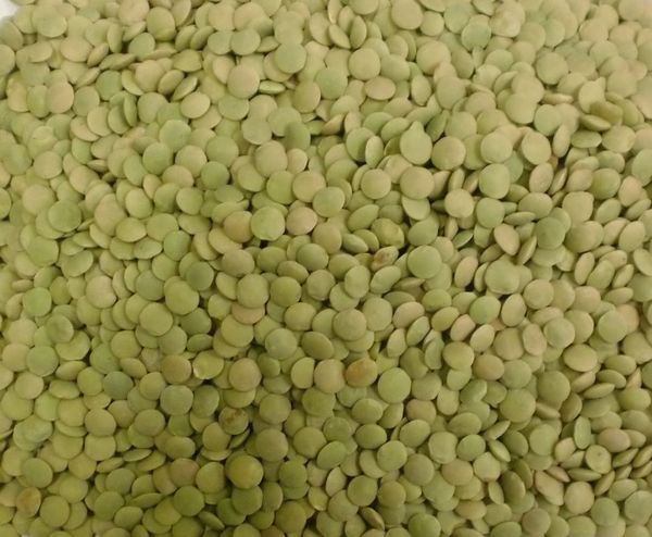 Lentils from 러시아 supplied by LLC Resource - Green Lentil 말린 렌틸