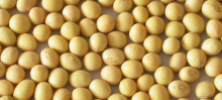 Soybean from 우루과이 supplied by Pessi S.A. - Raw (=Natural) 대두