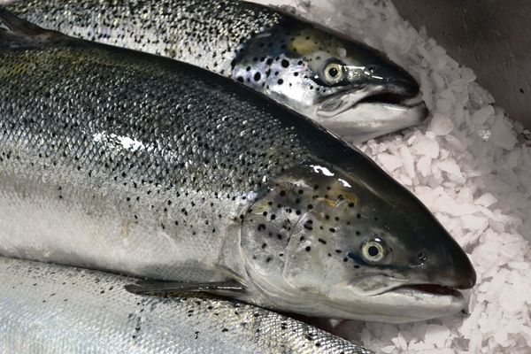 Fresh Farmed Salmon from Norway supplied by CERMAQ NORWAY AS - Chilean Salmon Salmon