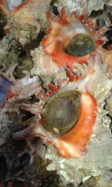 Topshell from 모리타니 supplied by El veth pour la peche et le commerce - Quality: E 냉동 기타 조개
