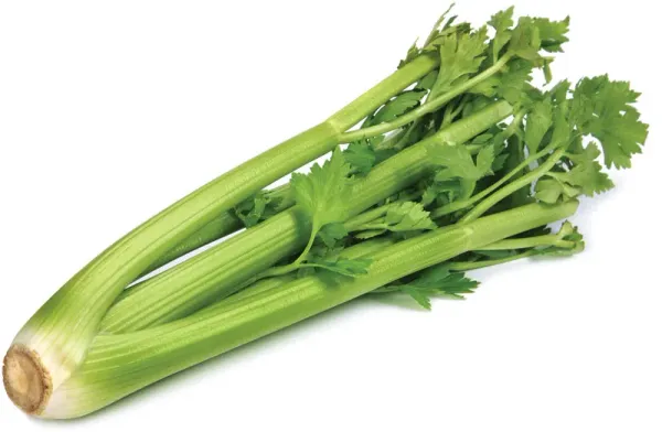 Fresh Celery from 독일 supplied by Magdalena Mündlein GmbH & Co. KG - Whole 신선 셀러리