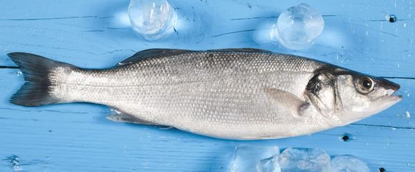 fresh seabass from 튀르키예 supplied by Hatko Aquaculture - European Bass (=Dicentrarchus labrax=Branzino) 냉동 농어