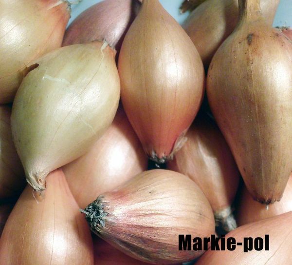 onion from Poland supplied by MARKIE-POL sp. z o. o. sp. komandytowa. - Light Red Fresh Onion