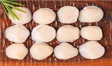 Frozen Scallop Meat from 중국 supplied by Changli County Yongjun Freezing Food Co., Ltd - Sea Scallop (=Placopecten magellanicus=Weathervane Scallops=North Atlantic Sea Scallop=) 냉동 가리비