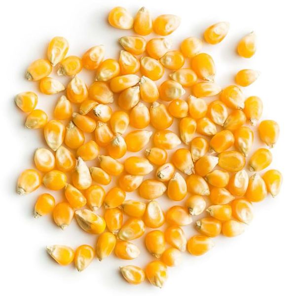 Yellow Corn Maize from 남아프리카공화국 supplied by Farmwise Grains - Dried 옥수수 씨