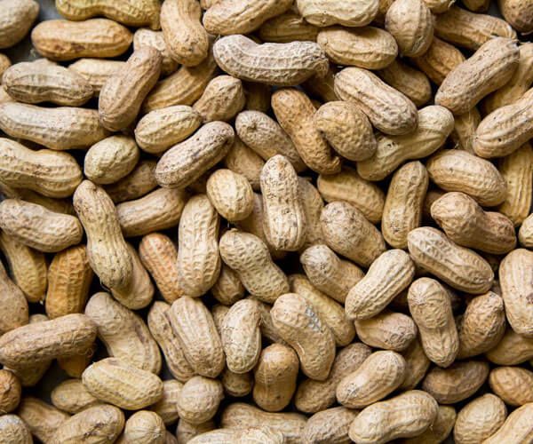 Peanuts from 우간다 supplied by GO GREEN EXIM (U) LIMITED - 원물 생땅콩