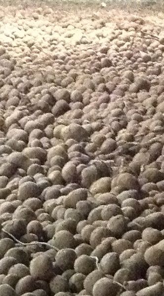 Potato from 벨기에 supplied by Tack agri - 갈색 신선 일반 감자