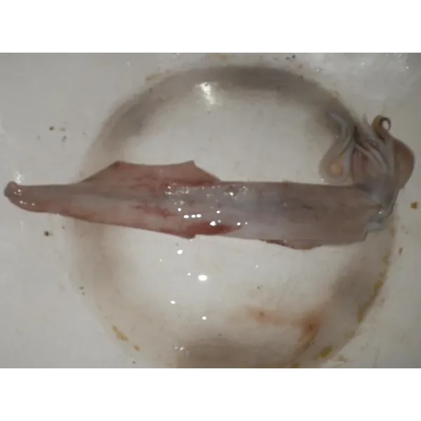 Whole Squid from 인도네시아 supplied by CV. Erinda - Whole 냉동 오징어