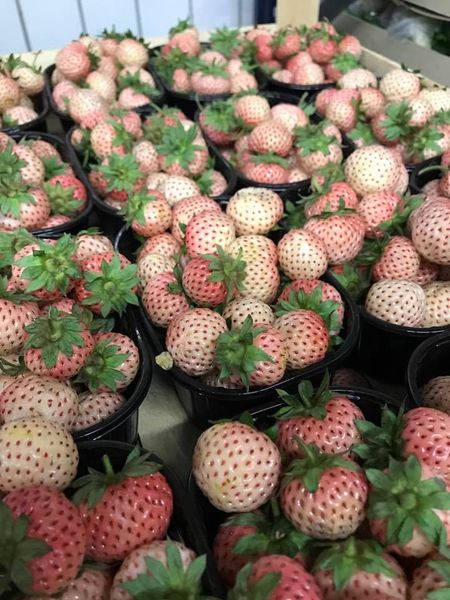 Strawberry from Germany supplied by A + S Frucht GmbH & CO. KG - Fresh (=Chilled) Fresh Strawberry