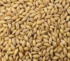 Malting Barley from Czechia supplied by Zemědělská farma Bratkovice - Pavel Reš - Brown Barley