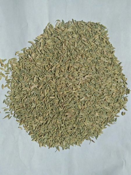 Fennel Seed from 이집트 supplied by Loloa Co. - Cut 펜넬