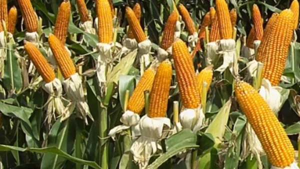 Corn for Seed from 파라과이 supplied by SYNGENTA PARAGUAY S.A. - For Seed 옥수수