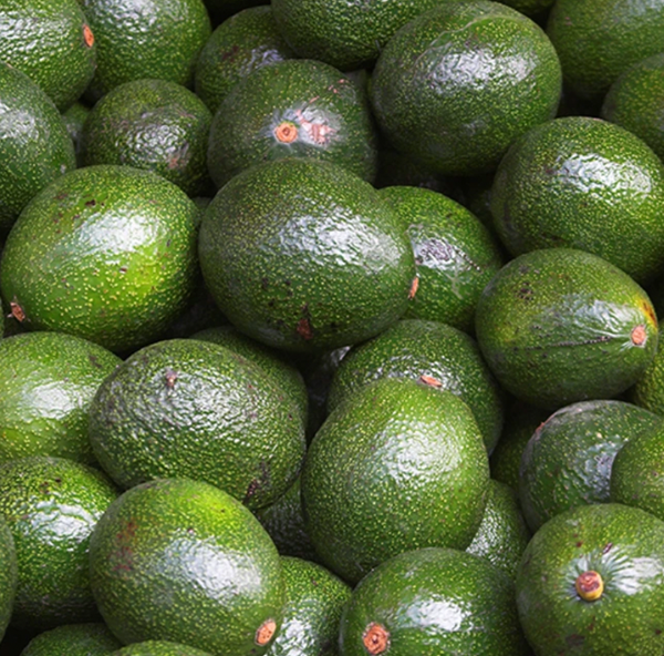 Avocados from United States supplied by Baja Produce (Fresh Produce Wholesale) - Green Fresh Avocado
