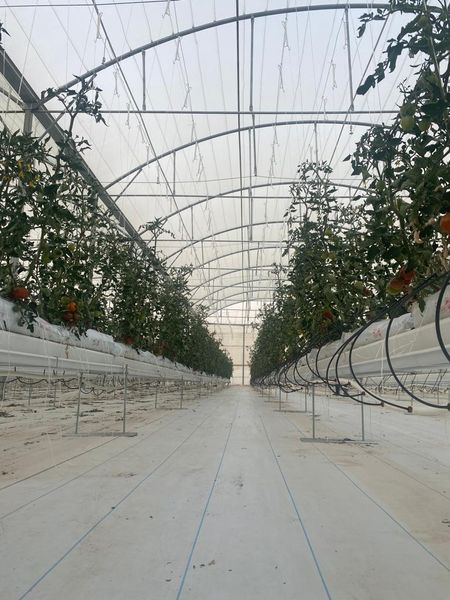cherry tomato from Jordan supplied by Sonoma Agricultural Investment - Cherry Varieties - Red Cherry Fresh Tomato