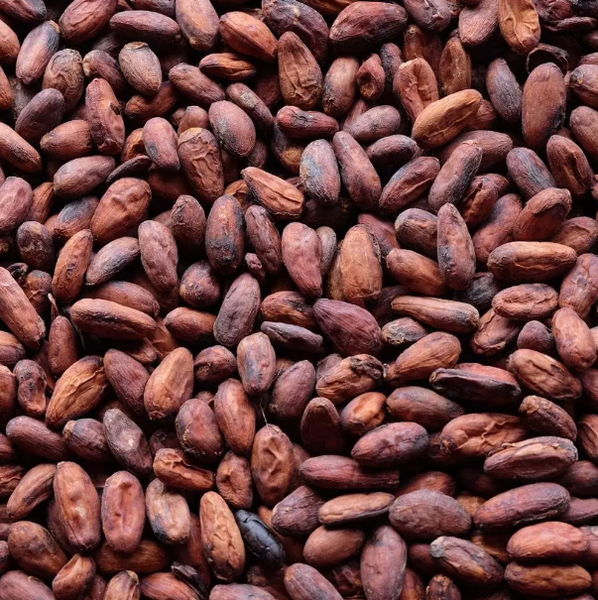 dried cocoa beans from 우간다 supplied by GOURMET GARDENS LTD. - Dried 코코아콩