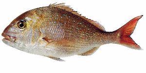 Snapper from 뉴질랜드 supplied by Oceanz Seafood Licensing Limited - Cooked (Not Frozen) 냉동 스내퍼