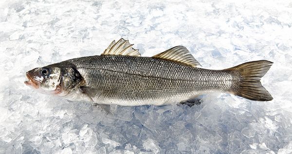 Seabass from 튀르키예 supplied by Noordzee - Fresh (=Chilled=Raw) 냉동 농어