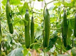 Fresh Japanese Cucumber from 말레이시아 supplied by Agro Trade Line - 신선 오이