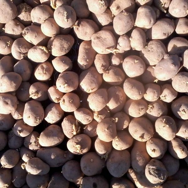 Potato Seed from 세르비아 supplied by Agromarket DOO - Sprout 씨감자