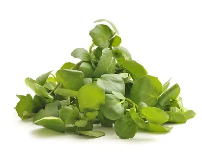 Watercress from 미국 supplied by Southern Specialties, Inc. - Green 물냉이