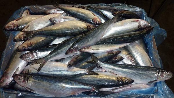 Herring from 아일랜드 supplied by Premier Fish Products - Whole (=In The Round) 청어