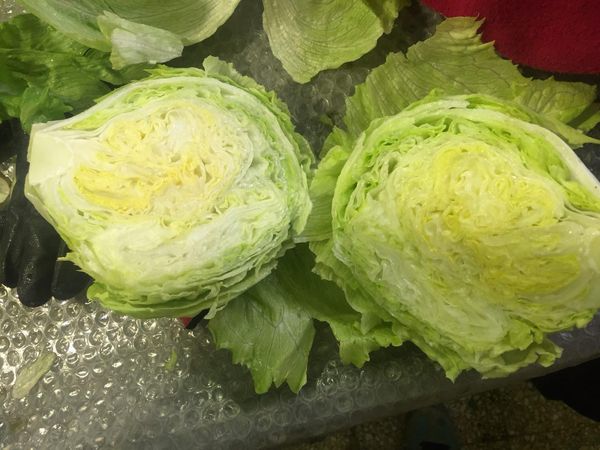 Fresh Lettuce from 이란 supplied by Safiran Sepehr Paya - Carton Box (6kg) (=Cardboard Box) 신선 상추