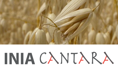 Oats from 우루과이 supplied by Agronegocios del Plata S.A. - For Seed 귀리