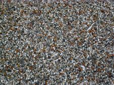 Millet from 체코 supplied by Farma Kleibl - For Feed 밀레