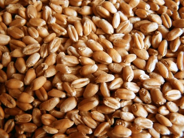 Wheat from 러시아 supplied by LLC Resource - 소맥
