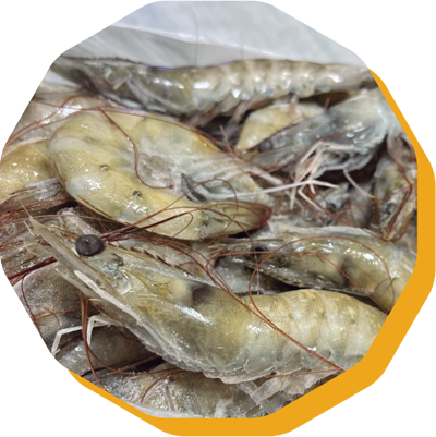 Shrimp from Ecuador supplied by EXPORTQUILSA & PRODUCTORES ASOCIADOS S.A. - HLSL (Headless Shell Off) Frozen Common Shrimp & Prawn