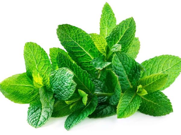 Peppermint from 독일 supplied by Good Wilmersdorf GbR - Peppermint (=Corn Mint=Wild Mint=Field Mint=Banana Mint) 박하