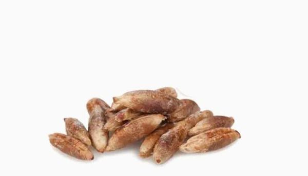 Noyeux de datte from 알제리 supplied by El sinwane - Raw (=Natural) 신선 대추야자