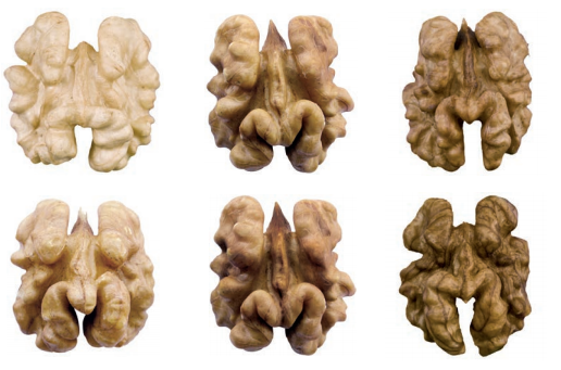 Walnut Kernels from 칠레 supplied by Exportadora Huertos del Valle SA (HDV) - Shelled (=Kernel) 생호두